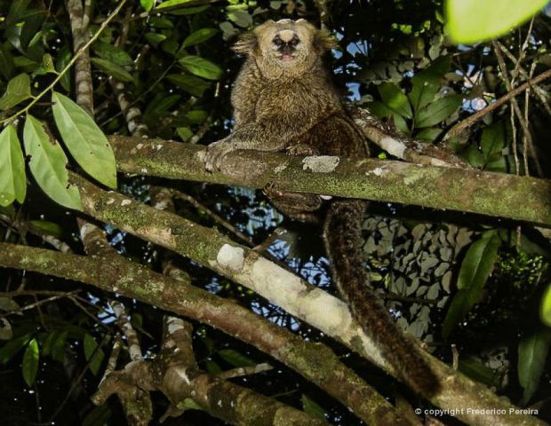 Sagui da Serra no Galho de Árvore 