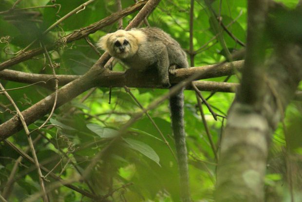 Sagui da Serra no Galho de Árvore
