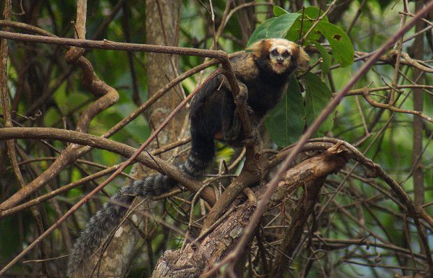 Sagui da Serra no Meio da Árvore