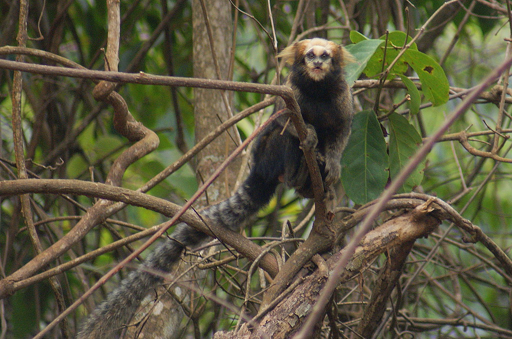 Sagui da Serra