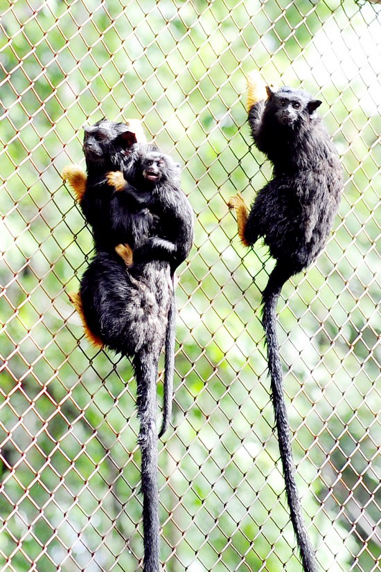 Sagui-de-Mão-Dourada: Características, Nome Cientifico e Fotos
