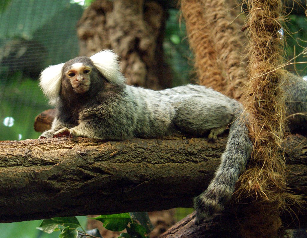 Sagui de Tufos Brancos