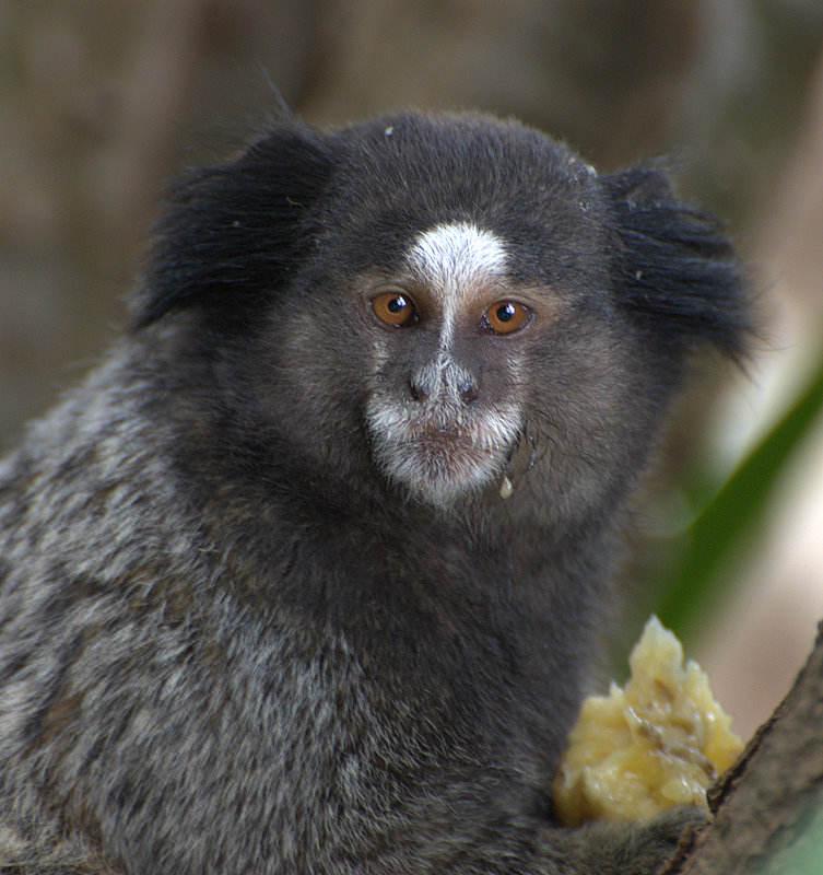 Sagui de Tufos Pretos