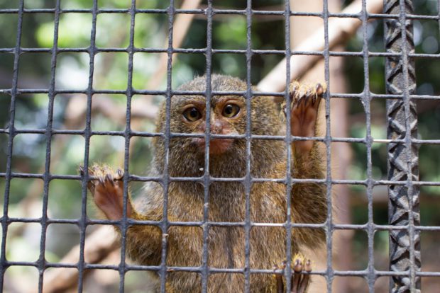 Sagui em Cativeiro