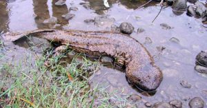 Salamandra