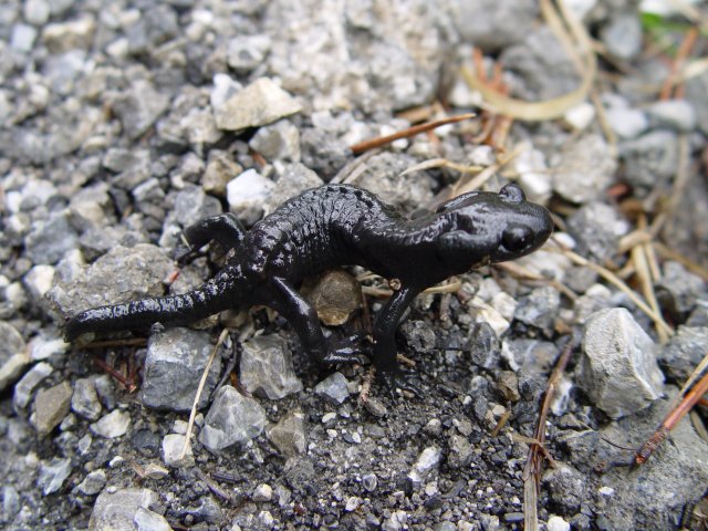 Salamandra Atra Filhote