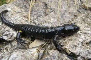 Salamandra Atra em seu Habitat
