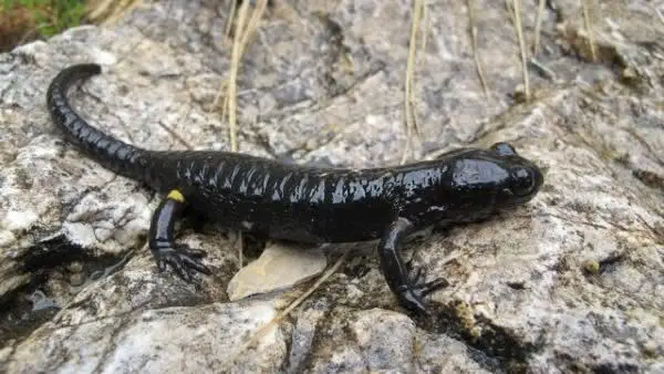 Salamandra Atra em seu Habitat