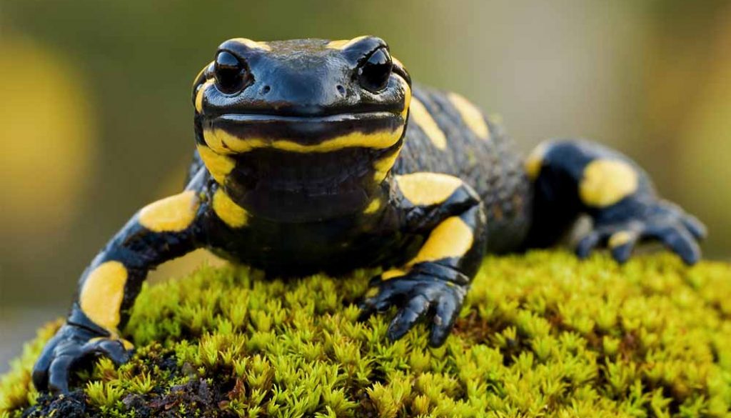 Salamandra Características Físicas