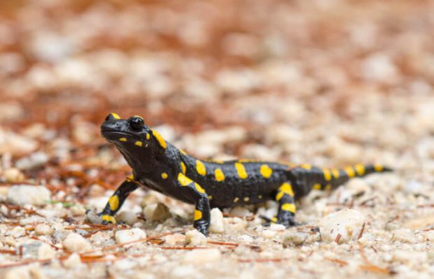 Salamandra Colorida