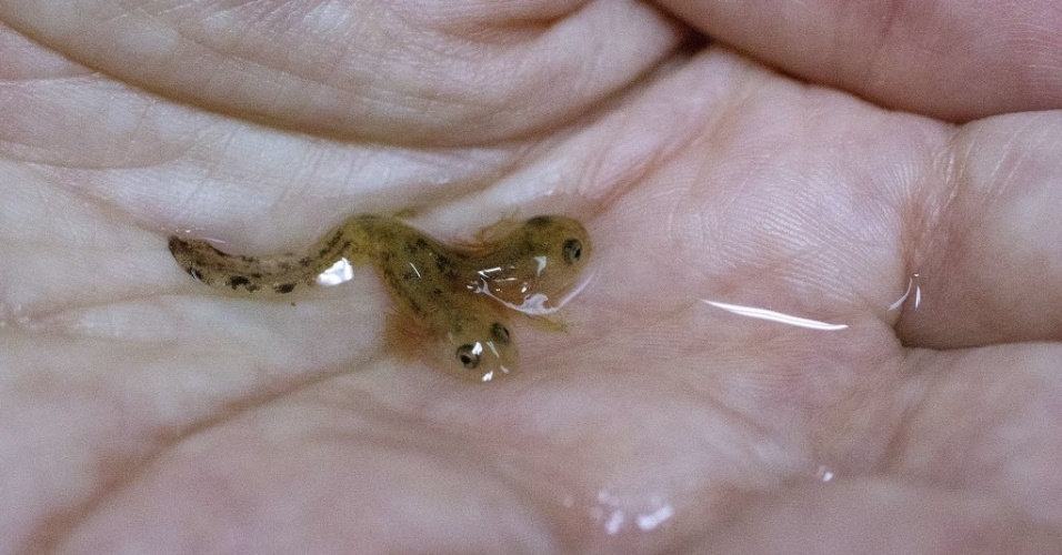 Salamandra Filhote