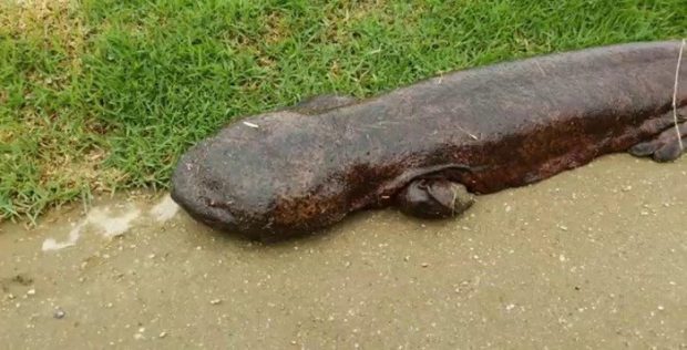 Salamandra Gigante Rastejando no Chão