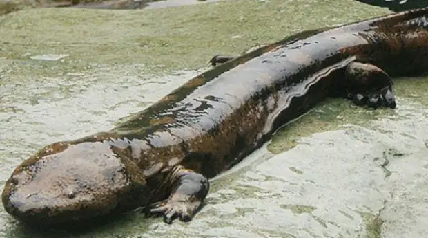 Salamandra Gigante Saindo da Água 