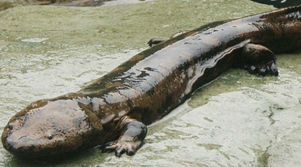 Salamandra Gigante Saindo da Água