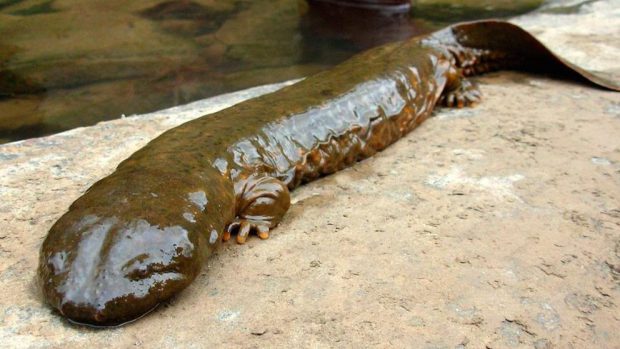 Salamandra Gigante no Aquário 