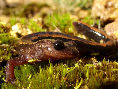 Salamandra-Lusitânica: Características, Nome Cientifico e Fotos