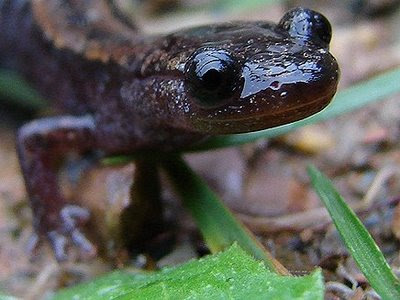 Salamandra-Lusitânica Fotografado de Frente