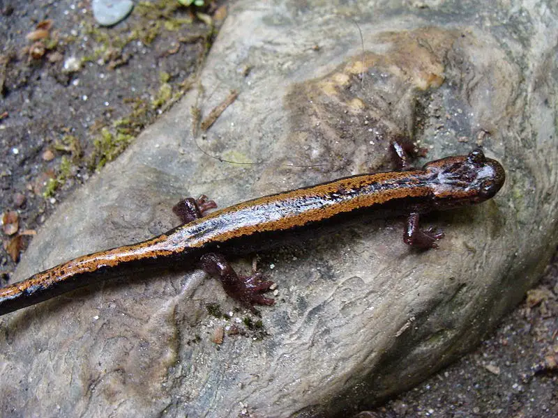 Salamandra-Lusitânica na Pedra 