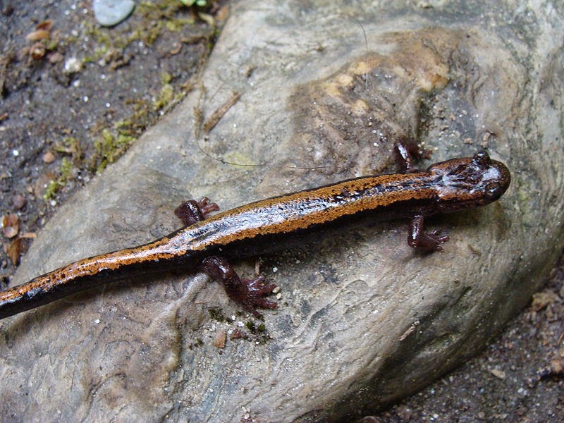 Salamandra-Lusitânica na Pedra