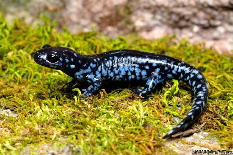 Salamandra Terrestre