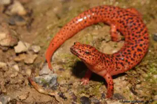 Salamandra Vermelha Com o Pescoço Levantado