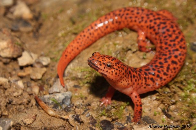 Salamandra Vermelha Com o Pescoço Levantado