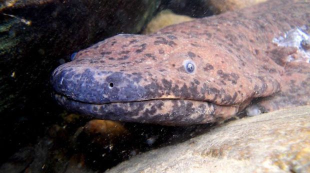 Salamandra de Perfil