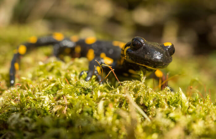 Salamandra de fogo