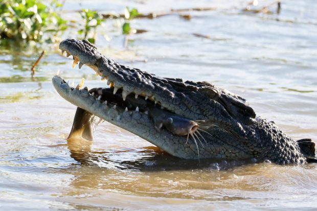 Saltie Saindo do Lago com um Peixo Dentro da Boca 