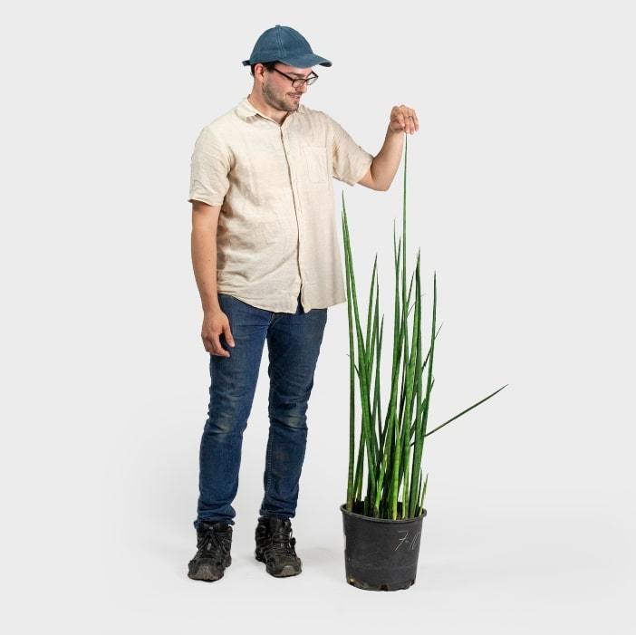 Sansevieria Lancia 