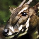 Saola - Animal em Extinção