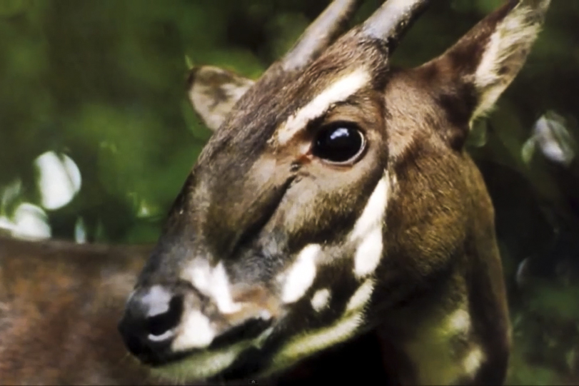 Saola - Animal em Extinção