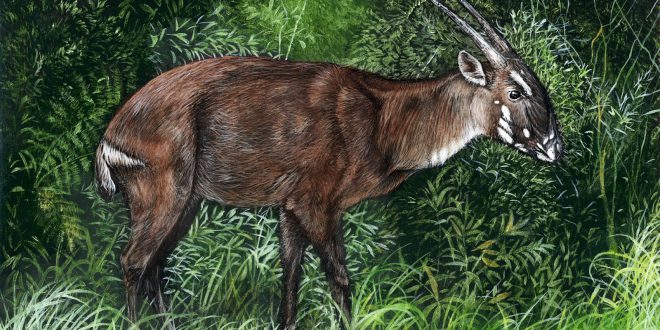 Saola Desenho