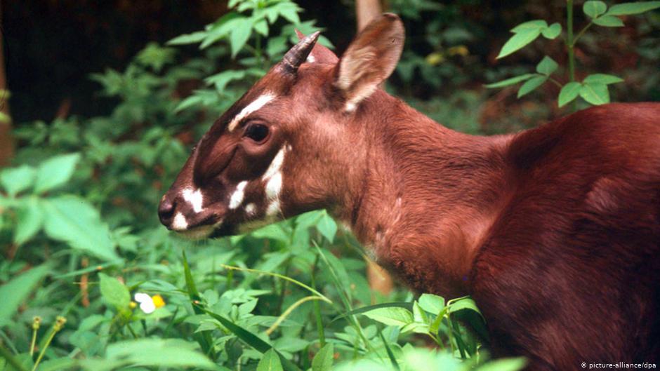 Saola em seu Habitat