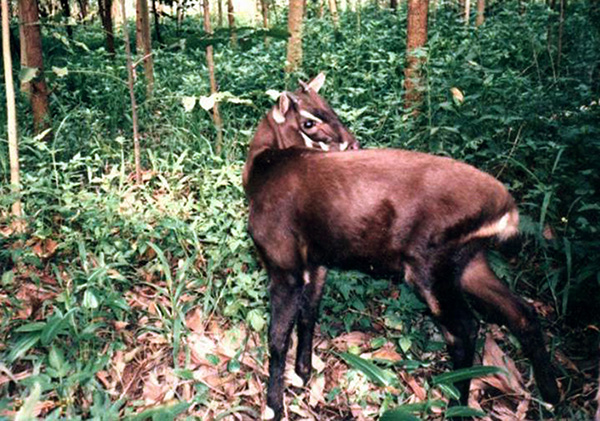 Saola em seu Habitat