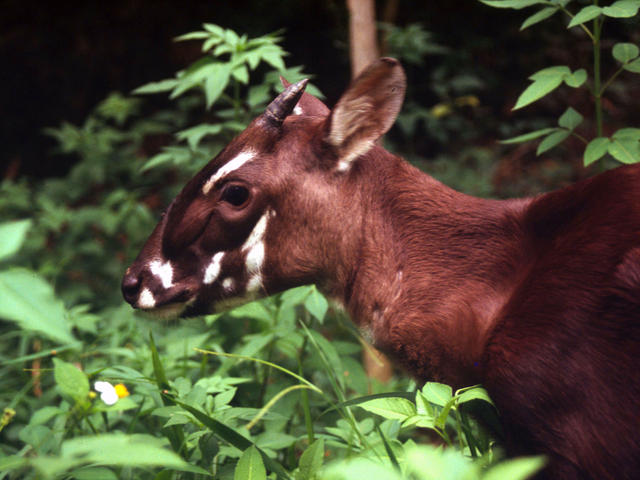 Saola em seu Habitat