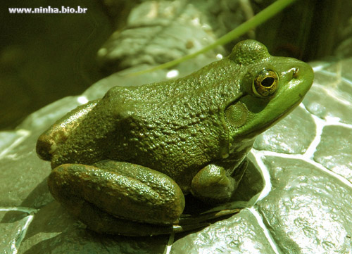 Sapo Verde 