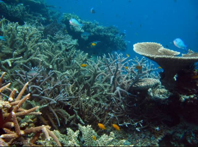 What are the biggest barrier reefs in the world?  |  World Ecology