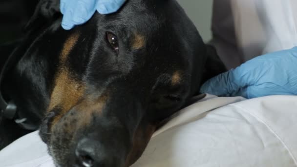 Saúde Do Doberman