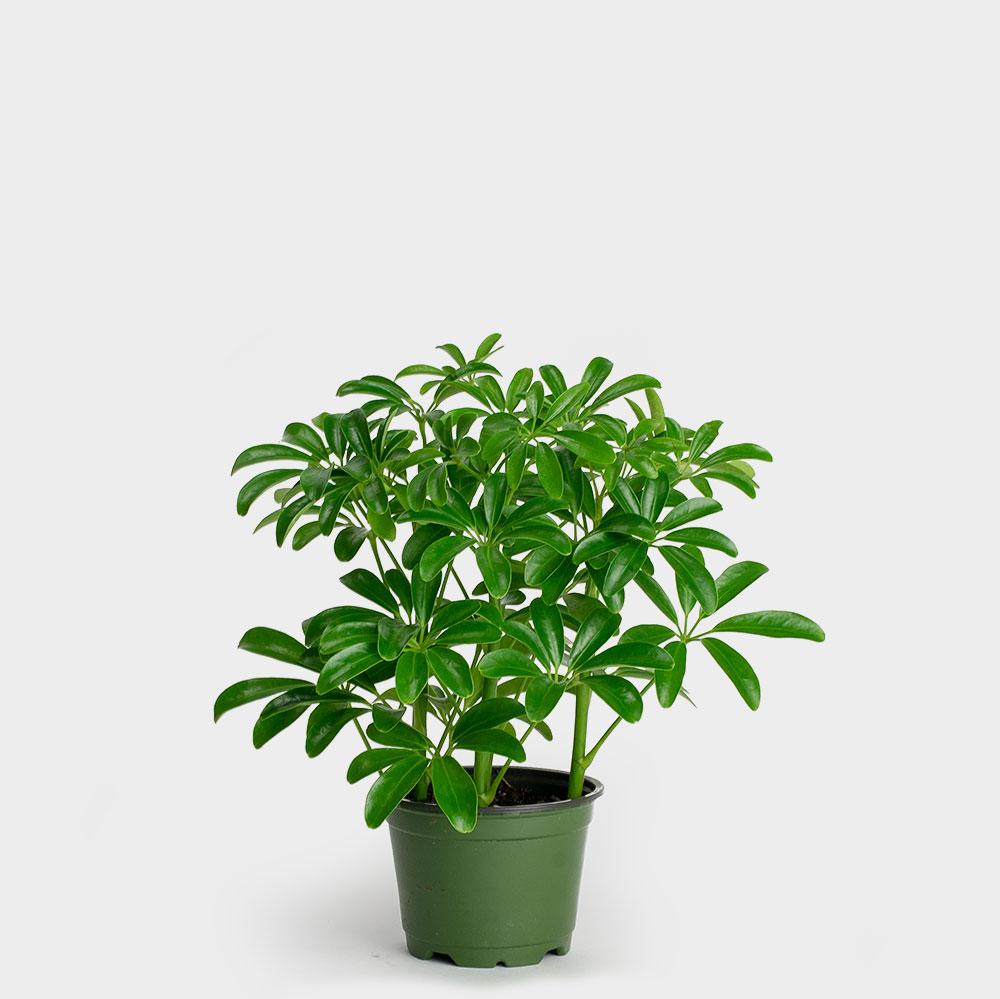 Schefflera