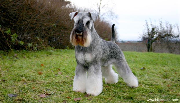 Schnauzer Miniatura 