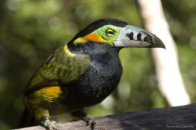 Araçari-Poca ou Araçari-de-Bico-Pintalgado: Habitat e Fotos