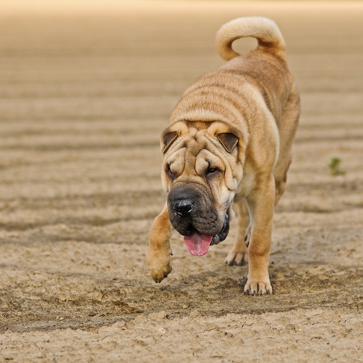 Shar Pei