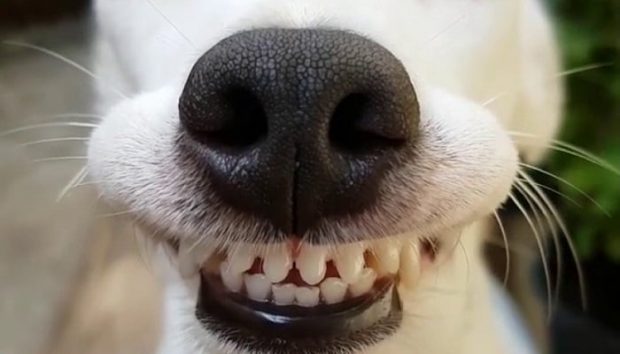 Sorriso de um Cachorro 