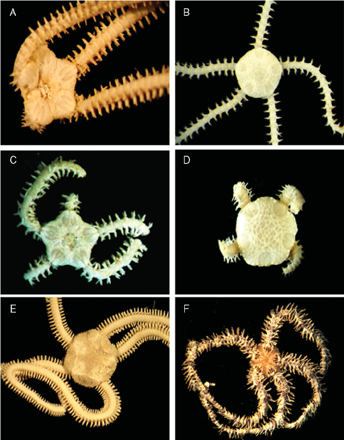 Squamata Amphipholis