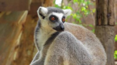 Lista de Primatas do Brasil: Espécies, Nomes e Fotos