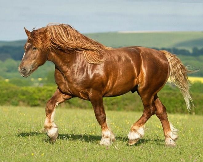 Suffolk Punch