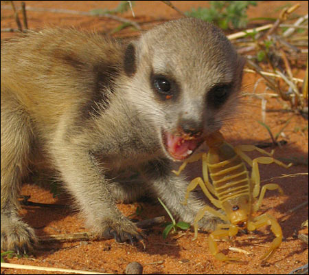 Suricato Comendo Escorpião 