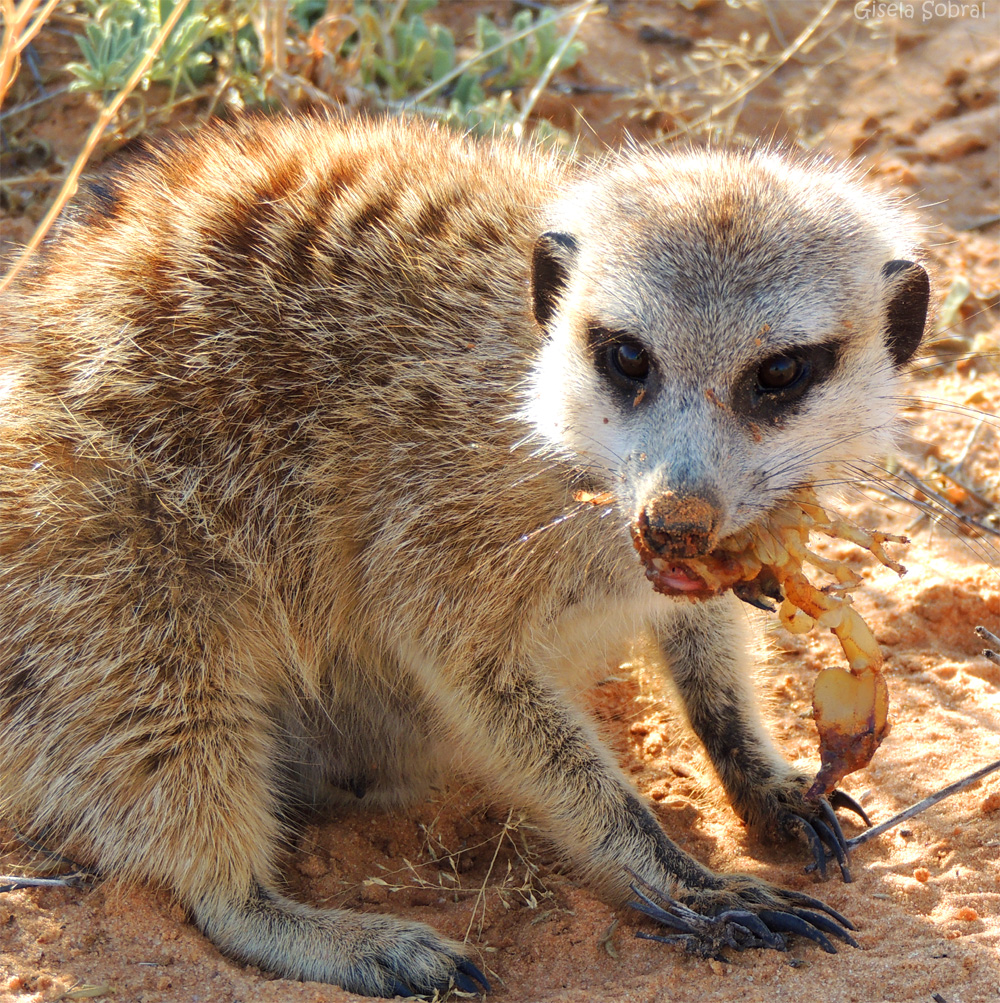 Suricato Comendo 