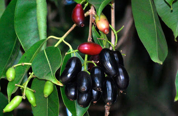 Syzygium Jambolanum